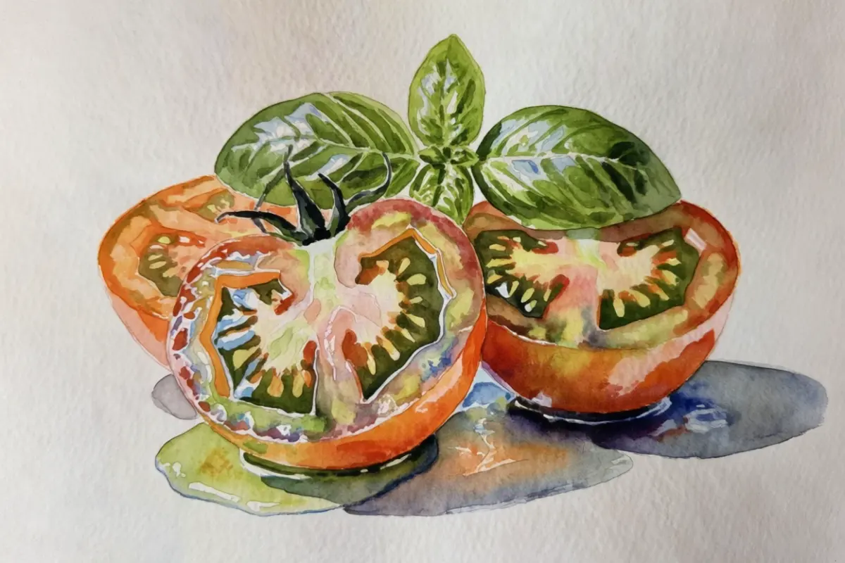 Watercolor study of halved heirloom tomatoes with basil leaves, with soft violet cast shadows on white paper